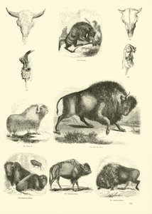 Pagina dal Museo Illustrato della Natura Animata