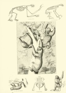 Pagina dal Museo Illustrato della Natura Animata