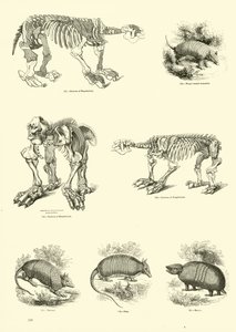 Pagina dal Museo Illustrato della Natura Animata
