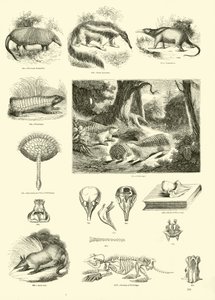Pagina dal Museo Illustrato della Natura Animata