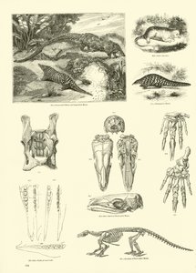 Pagina dal Museo Illustrato della Natura Animata da English School