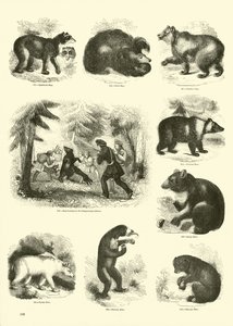 Pagina dal Museo Illustrato della Natura Animata