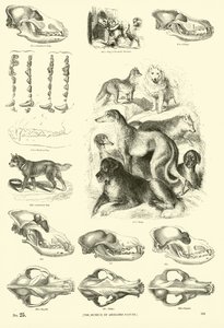 Pagina dal Museo Illustrato della Natura Animata da English School