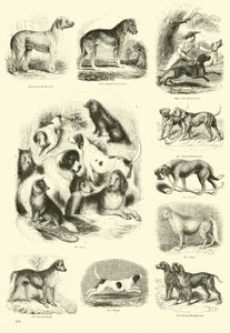 Pagina dal Museo Illustrato della Natura Animata da English School