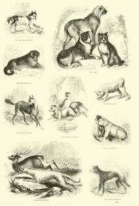 Pagina dal Museo Illustrato della Natura Animata