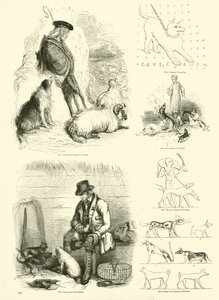 Pagina dal Museo Illustrato della Natura Animata