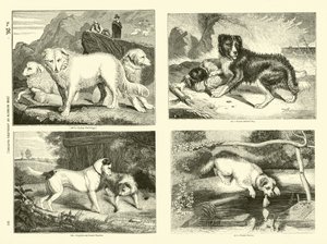 Pagina dal Museo Illustrato della Natura Animata da English School