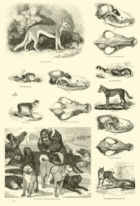 Pagina dal Museo Illustrato della Natura Animata da English School