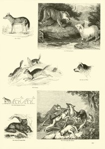 Pagina dal Museo Illustrato della Natura Animata da English School