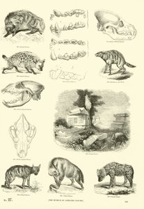 Pagina dal Museo Illustrato della Natura Animata