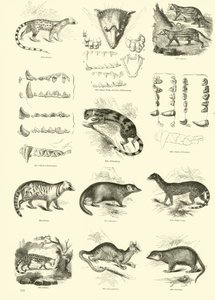 Pagina dal Museo Illustrato della Natura Animata