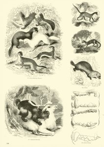 Pagina dal Museo Illustrato della Natura Animata da English School