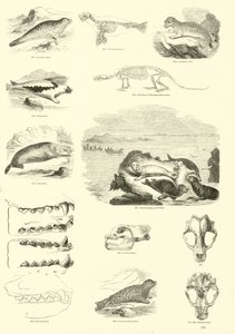 Pagina dal Museo Illustrato della Natura Animata