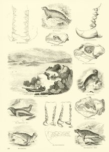 Pagina dal Museo Illustrato della Natura Animata