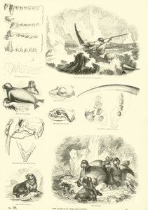 Pagina dal Museo Illustrato della Natura Animata da English School
