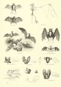 Pagina dal Museo Illustrato della Natura Animata da English School