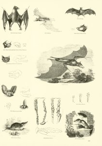 Pagina dal Museo Illustrato della Natura Animata da English School