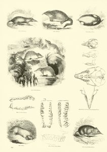 Pagina dal Museo Illustrato della Natura Animata da English School