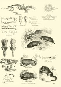 Pagina dal Museo Illustrato della Natura Animata