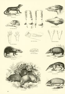 Pagina dal Museo Illustrato della Natura Animata da English School