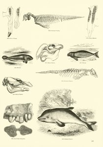 Pagina dal Museo Illustrato della Natura Animata da English School