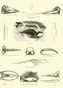 Pagina dal Museo Illustrato della Natura Animata da English School