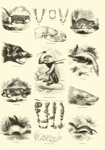 Pagina dal Museo Illustrato della Natura Animata da English School