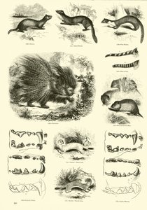 Pagina dal Museo Illustrato della Natura Animata