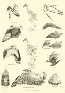 Pagina dal Museo Illustrato della Natura Animata