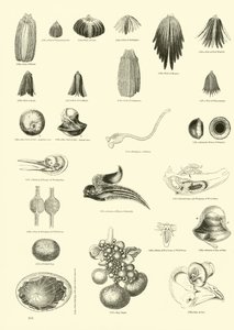 Pagina dal Museo Illustrato della Natura Animata da English School