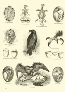 Pagina dal Museo Illustrato della Natura Animata