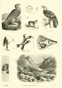 Pagina dal Museo Illustrato della Natura Animata