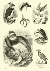 Pagina dal Museo Illustrato della Natura Animata da English School