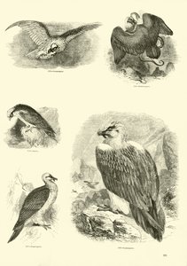 Pagina dal Museo Illustrato della Natura Animata da English School