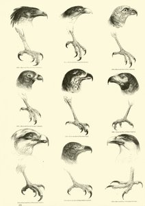 Pagina dal Museo Illustrato della Natura Animata
