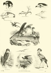 Pagina dal Museo Illustrato della Natura Animata