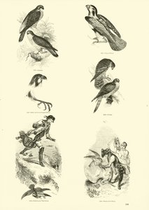 Pagina dal Museo Illustrato della Natura Animata da English School