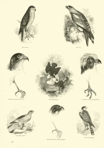 Pagina dal Museo Illustrato della Natura Animata