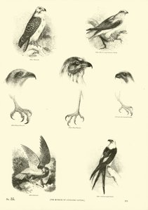 Pagina dal Museo Illustrato della Natura Animata da English School