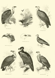 Pagina dal Museo Illustrato della Natura Animata