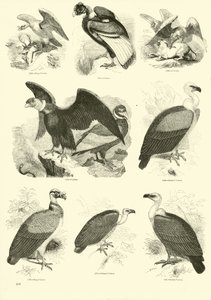Pagina dal Museo Illustrato della Natura Animata