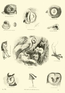 Pagina dal Museo Illustrato della Natura Animata da English School