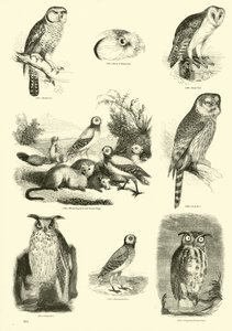 Pagina dal Museo Illustrato della Natura Animata da English School