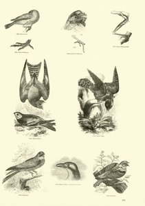 Pagina dal Museo Illustrato della Natura Animata da English School
