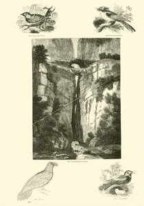 Pagina dal Museo Illustrato della Natura Animata