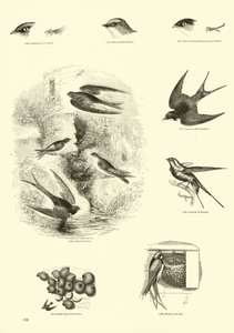 Pagina dal Museo Illustrato della Natura Animata