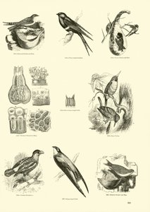Pagina dal Museo Illustrato della Natura Animata da English School