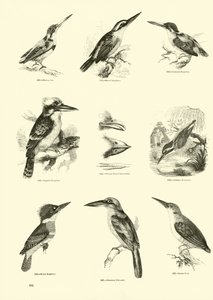 Pagina dal Museo Illustrato della Natura Animata da English School
