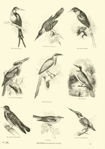 Pagina dal Museo Illustrato della Natura Animata