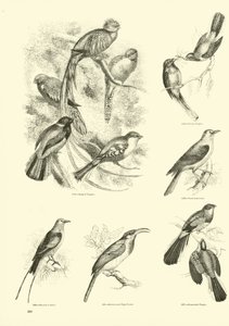 Pagina dal Museo Illustrato della Natura Animata